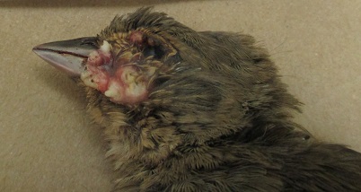 Avian pox lesions on the face of a California towhee.